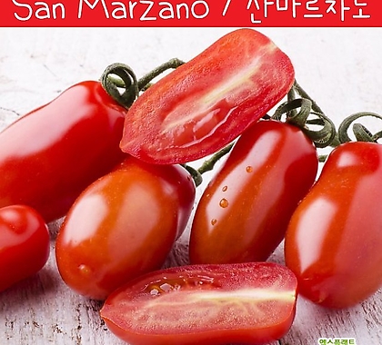 San Marzano  이탈리아 산마르자노 소스 토마토  희귀토마토 씨앗 교육 체험용