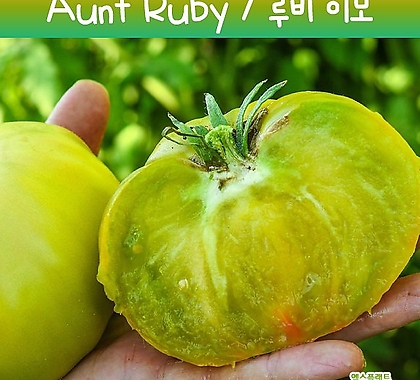 Aunt Ruby  루비이모 토마토  그린토마토 희귀토마토 씨앗 교육 체험용