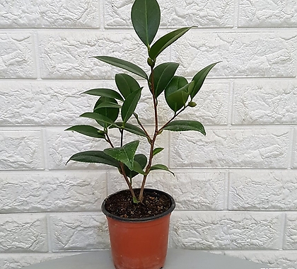 동백나무 - 빨강동백나무10