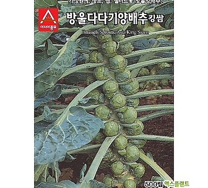 (아시아종묘/방울양배추종자씨앗) 킹쌈(500립)