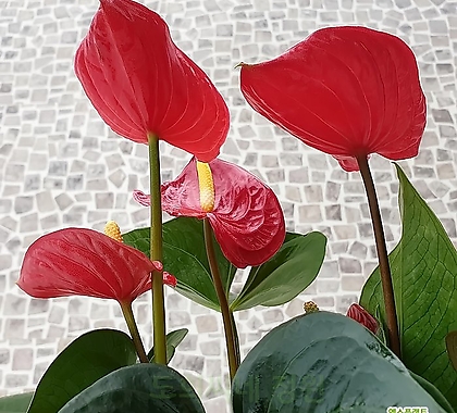 도희씨네 정원>> 사계절 꽃을 볼수있는 안시리움 빨강 189