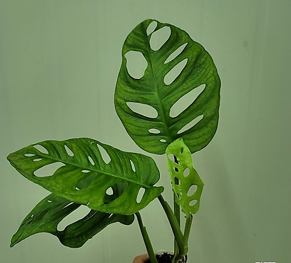 오블리쿠아 몬스테라   아단소니 25 잎사귀1-5장 사이 랜덤발송