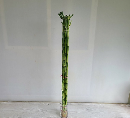 개운죽80cm,10개입/공기정화식물/온누리 꽃농원