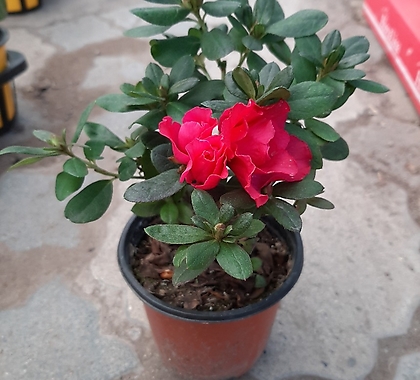 Rhododendron schlippenbachii /