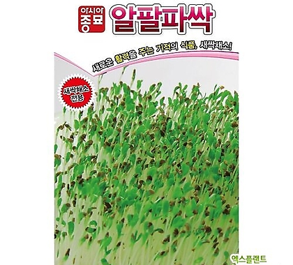 아시아종묘/새싹씨앗 알팔파싹(1kg) 새싹채소
