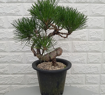 Pinus densiflora /  48