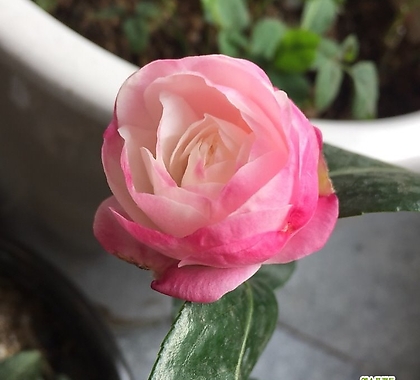 Camellia japonica -  35