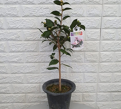 동백나무 - 서향동백나무45