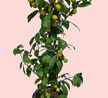 꽃과나무 ] 레몬오렌지 / 유실수 / 열매 / 향기 / 관상용 / 그린테리어