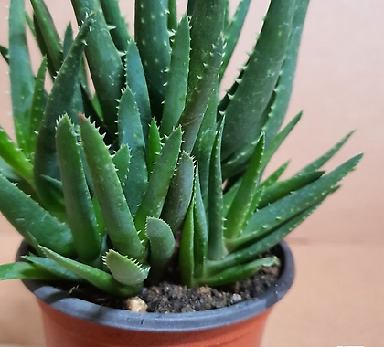 [H]미니알로에  Mini Aloe (S2) 2020 새상품/노화방지,피부진정,소화기강화, 면연력 증강/약용식물