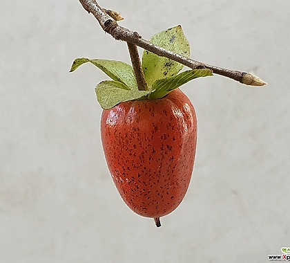 일세노아시 (양귀비) - 빨강열매, 결실주