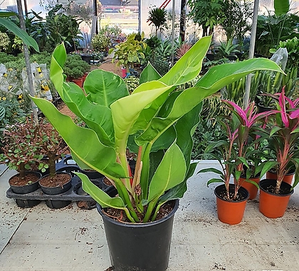 문라이트 (공기정화식물)콩고종류신종