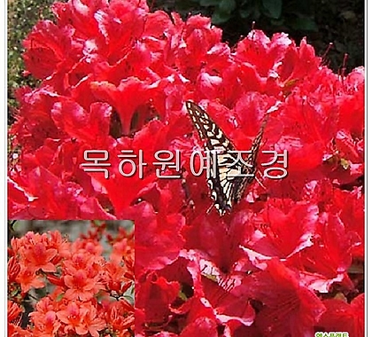 철쭉나무 (영산홍) 빨강꽃 H0.4전후 5주묶음,목하원예조경