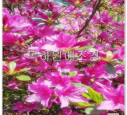 철쭉나무 (자산홍) 분홍꽃 H0.4전후 5주묶음,목하원예조경