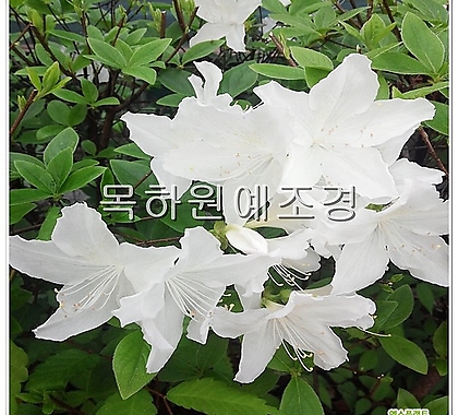 철쭉나무 (백철쭉) 하얀꽃 H0.4전후 5주묶음,목하원예조경