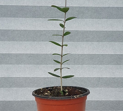 올리브나무(아르베키나) 10CM포트  고급식물  반려식물  꽃보러가자