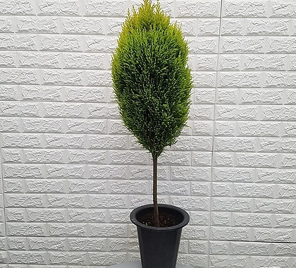 율마(외목대)45 - 공기정화식물
