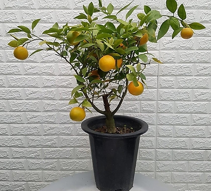 Citrus x sinensis 85