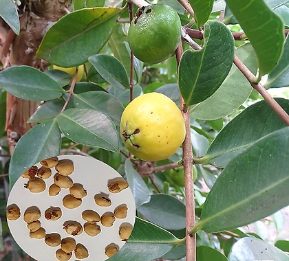 레몬구아바种子(100립) 