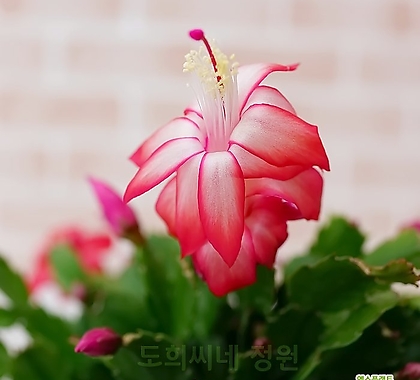 [도희씨네 정원] 산뜻한 핑크게발 대형 290