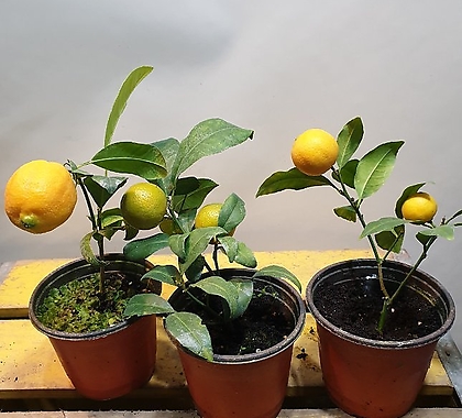 레몬나무(열매가  열렷다 졋다해요)  오렌지레몬