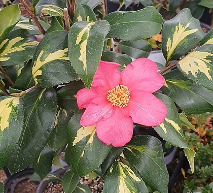 Camellia japonica 82