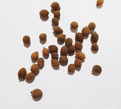 피나무种子50g(1,000립) 50g