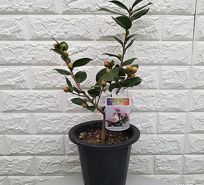 동백나무 - 서향동백나무30
