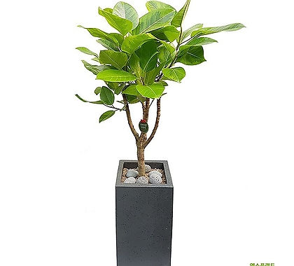 뱅갈고무나무 특이식물 개업축하화분 거실인테리어식물 DLP-039