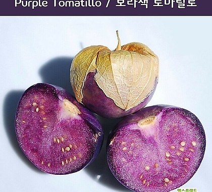 Purple Tomatillo 아마릴라 토마틸로 희귀토마틸로 교육 체험용 세트