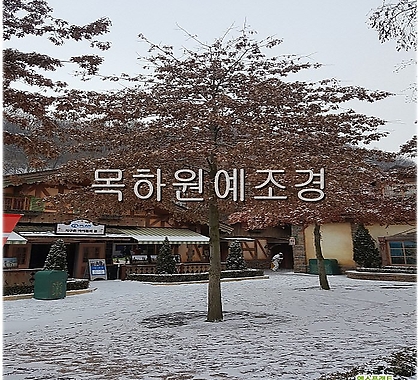 대왕참나무(핀오크),실생2년생특묘,목하원예조경