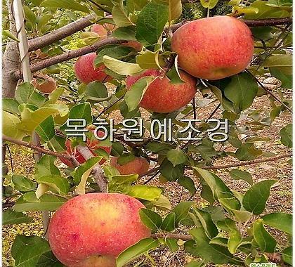사과나무 묘목 (홍로) 접목1년특묘,목하원예조경