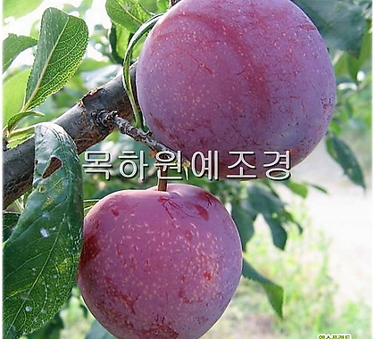 Prunus salicina ,1,