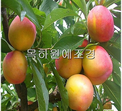 Prunus salicina , ,