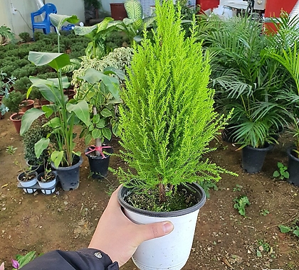 율마 (공기정화 대표식물)6구사이즈