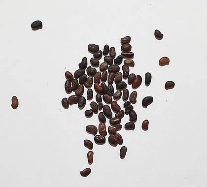 아까시나무씨앗(푸츠타바츠,헝가리품종)30g(1,000립)