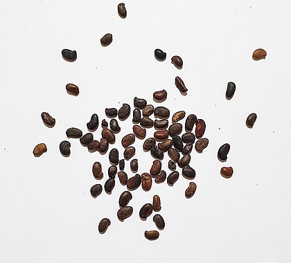 아까시나무씨앗(k2 카레이,루마니아품종)30g(1,000립)