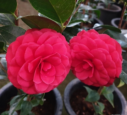 Camellia japonica .