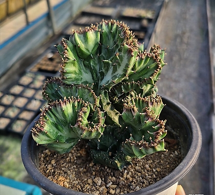 EuphorbiaLactea Euphorbia Lactea