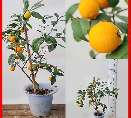 꽃과나무 ] 레몬오렌지 / 유실수 / 열매 / 향기 / 봄꽃 / 교배종 / 최저온도5도 / 한국산