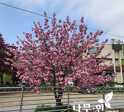 겹벚꽃나무묘목 접목1년