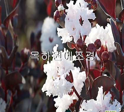 자엽백일홍나무 묘목 자엽배롱 (블랙다이아몬드) 흰색꽃 삽목2년특묘,목하원예조경