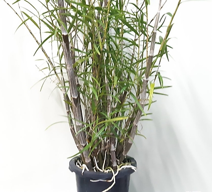 Dendrobium hancockii 