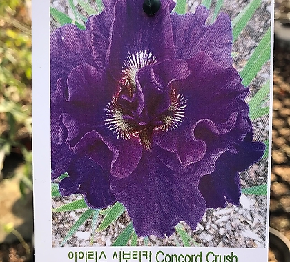 시베리안 꽃창포 콘코드크러쉬 뿌리 (1set 2뿌리)