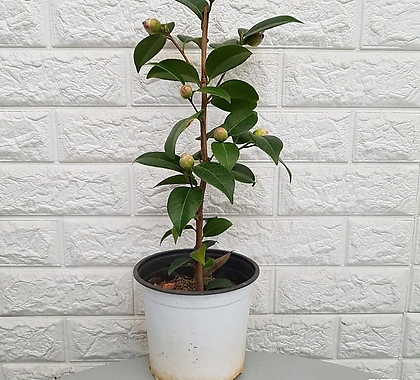 Camellia japonica - 15