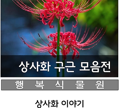 꽃무릇(석산)상사화100구근