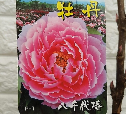 목단 부귀화[일본 핑크색목단]P1 - 노지월동.