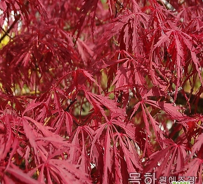 [국내최저가] 단풍나무 묘목 사계홍단풍 (블러드굿) H1.0전후,목하원예조경