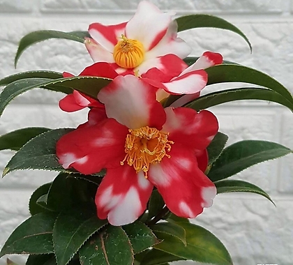 Camellia japonica 86