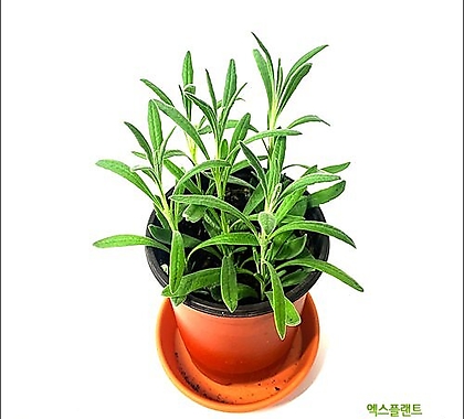 들꽃향기 공기정화 초화식물 라벤더